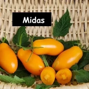 Midas, orange