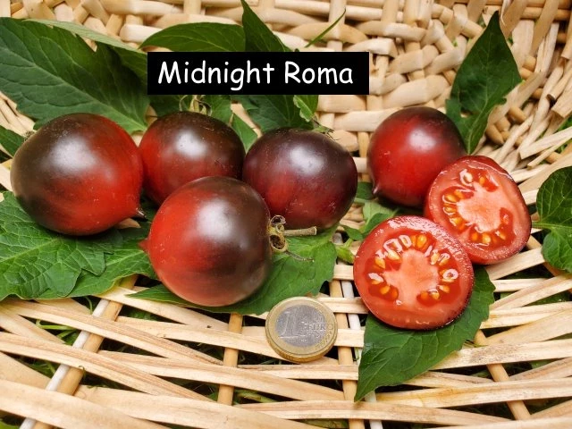 Midnight Roma