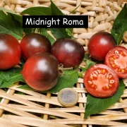 Midnight Roma