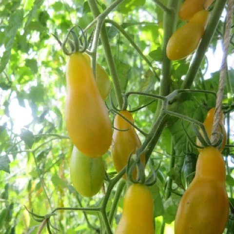 Mikro Birnchen, gelb