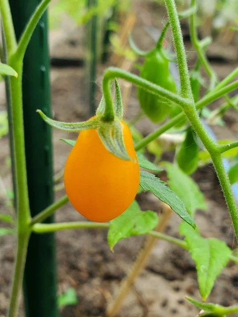 Mikro Birnchen, gelb