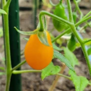 Mikro Birnchen, gelb