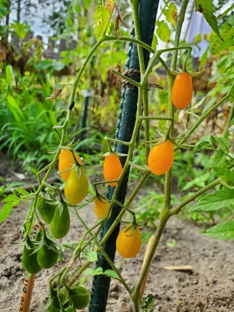 Mikro Birnchen, gelb