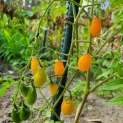 Mikro Birnchen, gelb