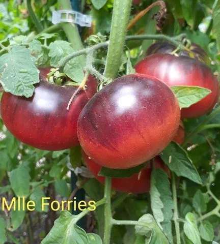 Mlle Forries