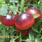 Mlle Forries