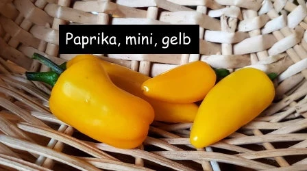 Mini-Paprika, gelb