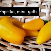 Mini-Paprika, gelb