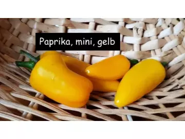 Mini-Paprika, gelb
