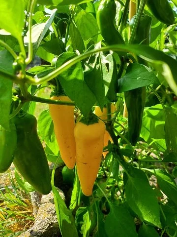Mini-Paprika, gelb