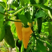 Mini-Paprika, gelb