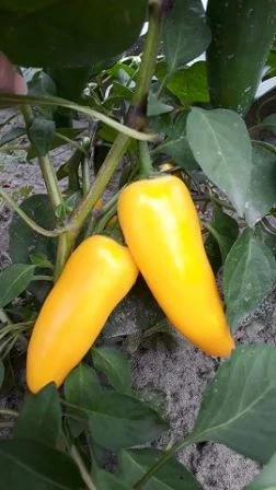 Mini-Paprika, gelb