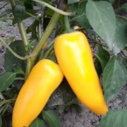 Mini-Paprika, gelb