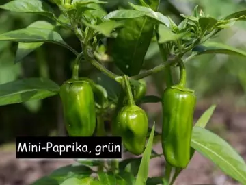 Mini-Paprika, grün