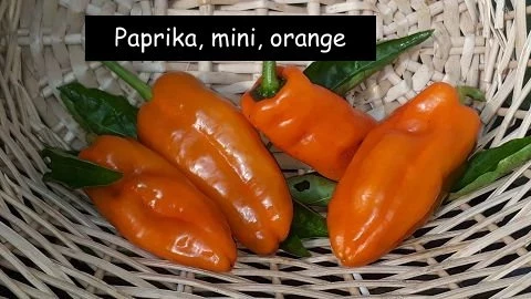 Mini-Paprika orange