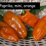 Mini-Paprika orange