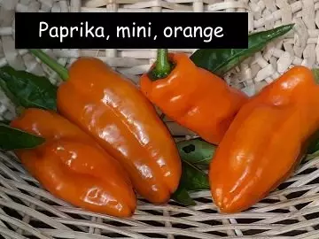 Mini-Paprika orange