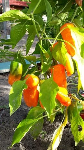 Mini-Paprika orange