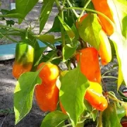 Mini-Paprika orange