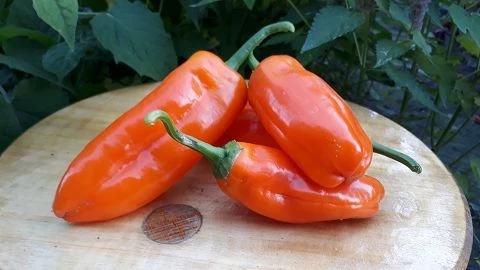 Mini-Paprika orange