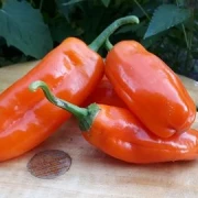 Mini-Paprika orange