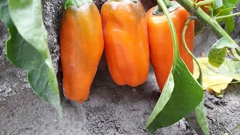 Mini-Paprika orange