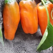 Mini-Paprika orange