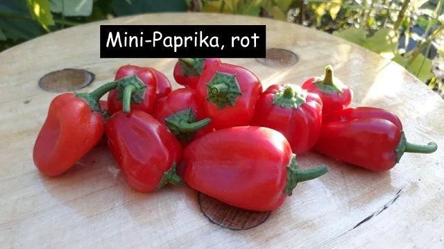 Mini-Paprika, rot