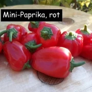 Mini-Paprika, rot