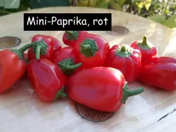 Mini-Paprika, rot