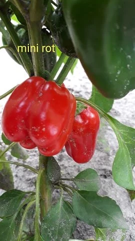 Mini-Paprika, rot