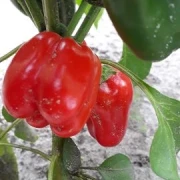 Mini-Paprika, rot
