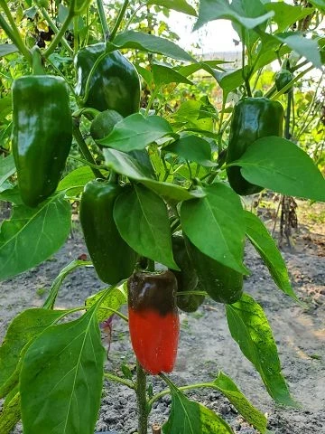 Mini-Paprika, rot
