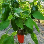 Mini-Paprika, rot
