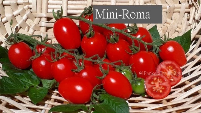 Mini-Roma