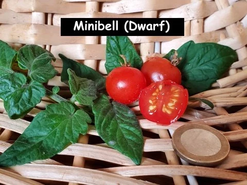 Minibell (Dwarf)