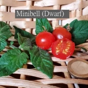 Minibell (Dwarf)