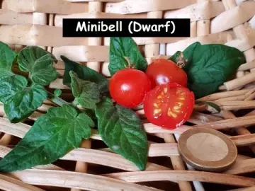 Minibell (Dwarf)