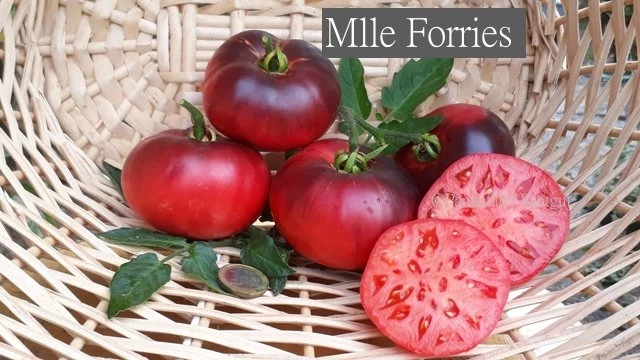 Mlle Forries
