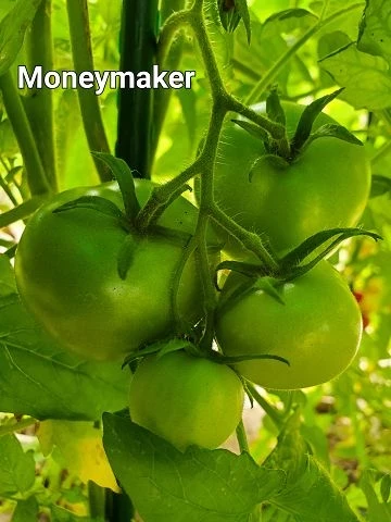 Moneymaker