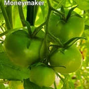 Moneymaker