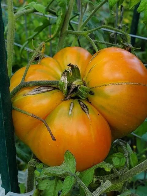 Märchenfrucht