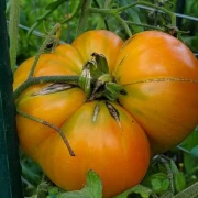 Märchenfrucht