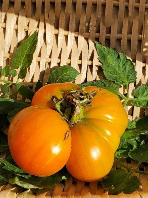 Märchenfrucht