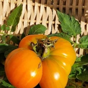 Märchenfrucht
