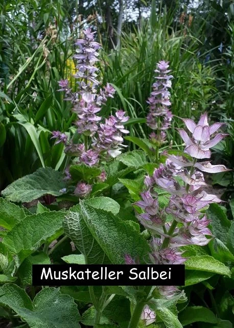 Muskateller Salbei
