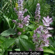 Muskateller Salbei