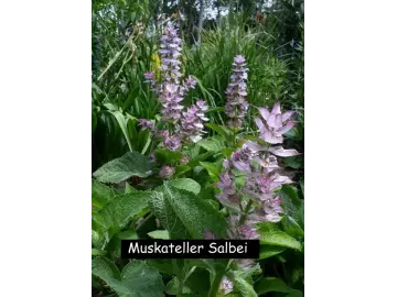 Muskateller Salbei