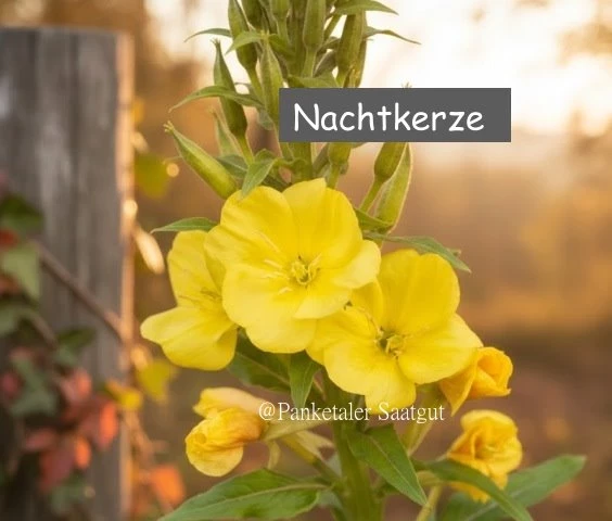 Nachtkerze