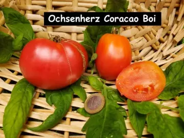 Ochsenherz Coracode de Boi